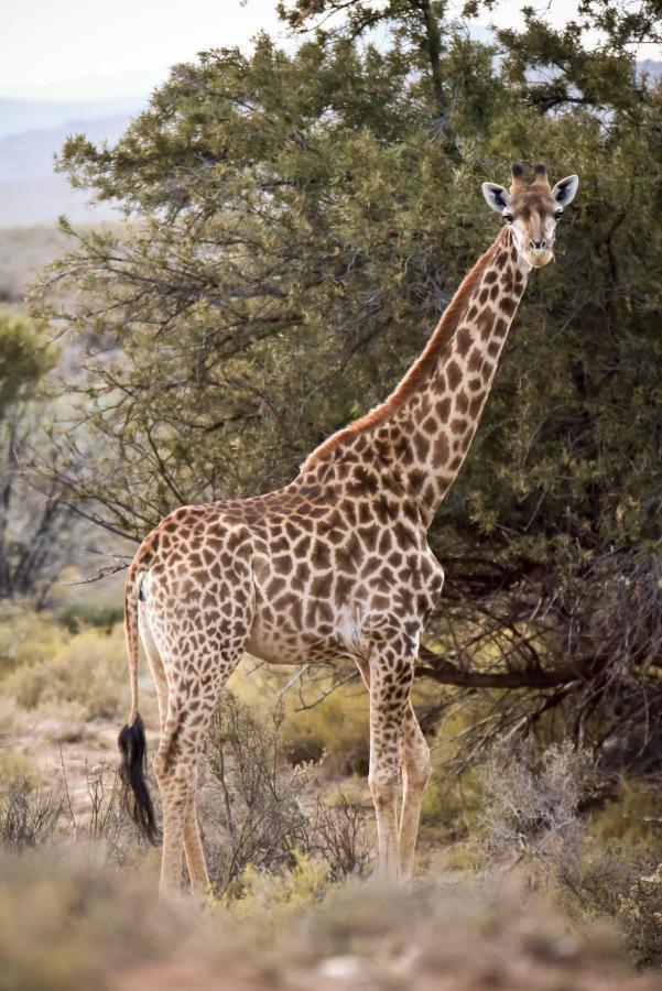 Mont Eco Game Reserve Montagu Eksteriør bilde
