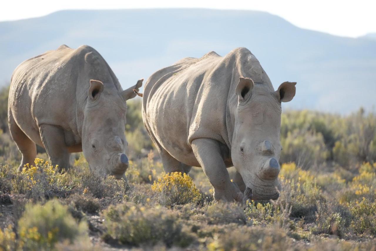 Mont Eco Game Reserve Montagu Eksteriør bilde