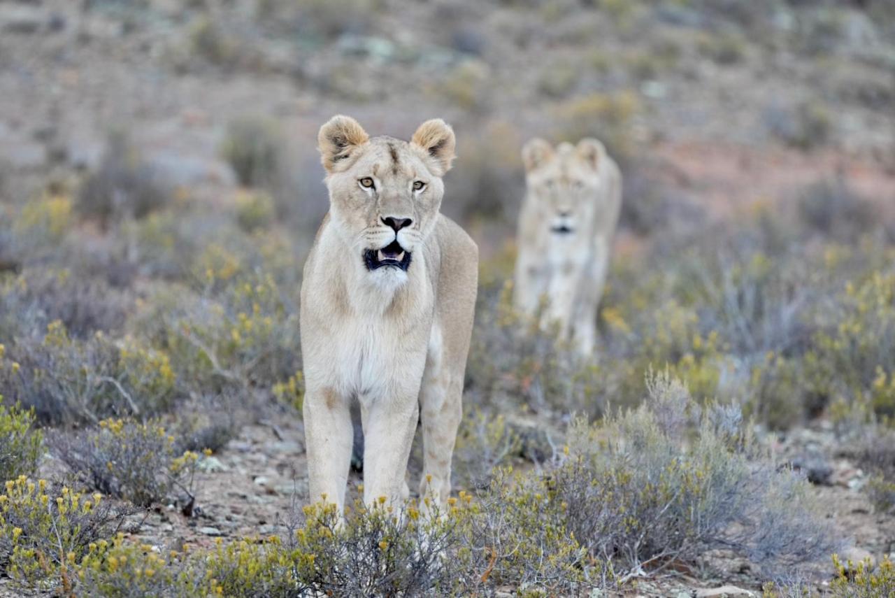Mont Eco Game Reserve Montagu Eksteriør bilde