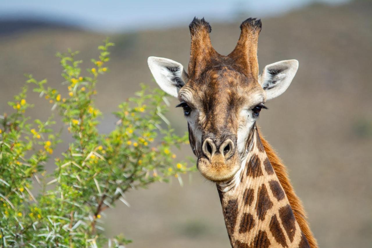 Mont Eco Game Reserve Montagu Eksteriør bilde