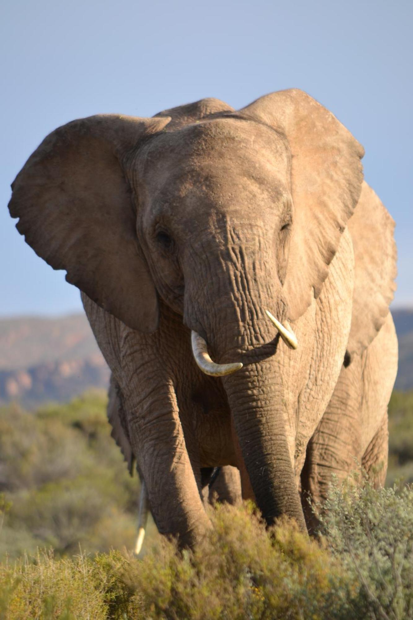 Mont Eco Game Reserve Montagu Eksteriør bilde